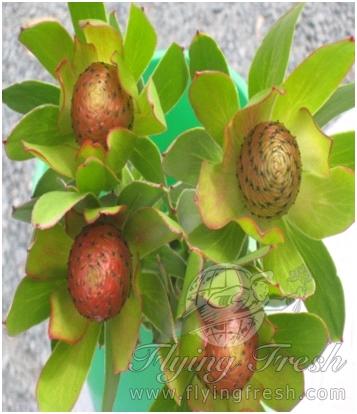 Leucadendron Goldstrike (Cone) (October-November)