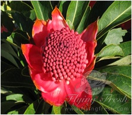 Waratah (September-October)