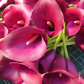 our-flowers-calla