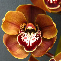 Khan Flame