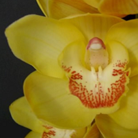 Waikanae Gold