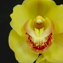 Wallara Gold Nugget