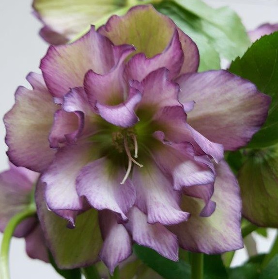 Helleborus