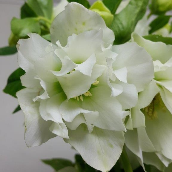 Helleborus