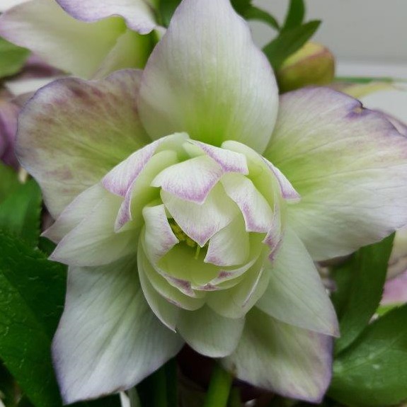 Helleborus