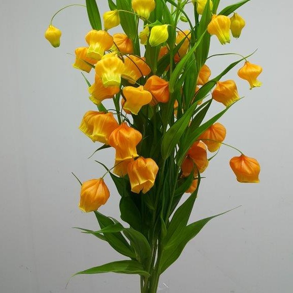 Sandersonia