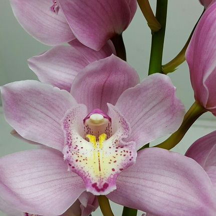 Pink Lady
